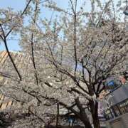 ヒメ日記 2025/03/26 15:48 投稿 ここみ モアグループ神栖人妻花壇