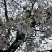 ヒメ日記 2025/04/01 17:33 投稿 ここみ モアグループ神栖人妻花壇