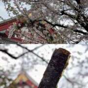 ヒメ日記 2025/04/07 15:06 投稿 ここみ モアグループ神栖人妻花壇