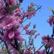 ヒメ日記 2025/04/08 14:57 投稿 ここみ モアグループ神栖人妻花壇