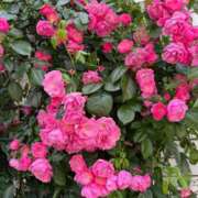 ヒメ日記 2025/05/08 23:00 投稿 ここみ モアグループ神栖人妻花壇