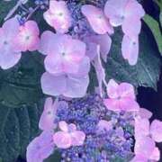 ヒメ日記 2025/05/30 16:19 投稿 ここみ モアグループ神栖人妻花壇