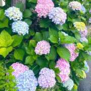 ヒメ日記 2025/06/11 11:37 投稿 ここみ モアグループ神栖人妻花壇