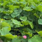 ヒメ日記 2025/06/20 14:34 投稿 ここみ モアグループ神栖人妻花壇