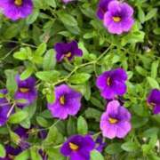 ヒメ日記 2025/07/11 10:00 投稿 ここみ モアグループ神栖人妻花壇