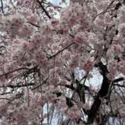 ヒメ日記 2026/03/19 10:59 投稿 ここみ モアグループ神栖人妻花壇