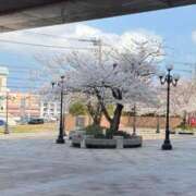 ヒメ日記 2026/03/28 13:42 投稿 ここみ モアグループ神栖人妻花壇