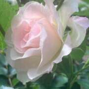 ヒメ日記 2026/04/21 14:34 投稿 ここみ モアグループ神栖人妻花壇