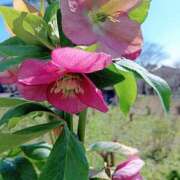 花井 3月20日のお礼日記 モアグループ所沢人妻城
