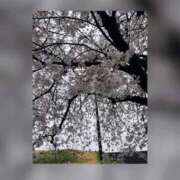 ヒメ日記 2026/04/04 23:20 投稿 翔 奥様クラブ