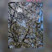 ヒメ日記 2026/04/11 17:15 投稿 翔 奥様クラブ