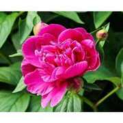 ヒメ日記 2025/09/14 11:06 投稿 のぞみ 完熟ピーチ