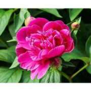 ヒメ日記 2025/12/31 17:54 投稿 のぞみ 完熟ピーチ