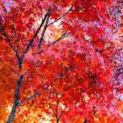 ヒメ日記 2025/12/08 17:44 投稿 マミ ルパン