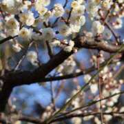 ヒメ日記 2026/01/25 20:57 投稿 マミ ルパン