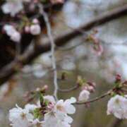 マミ また明日ね ルパン