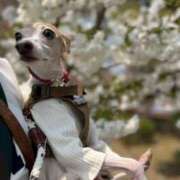 ヒメ日記 2025/04/17 20:06 投稿 Milk~みるく~ Elegance（エレガンス）(大阪)