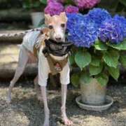 ヒメ日記 2025/06/09 23:19 投稿 Milk~みるく~ Elegance（エレガンス）(大阪)