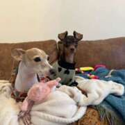 ヒメ日記 2025/07/24 20:50 投稿 Milk~みるく~ Elegance（エレガンス）(大阪)