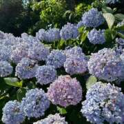 ヒメ日記 2025/06/20 15:10 投稿 滑河こころ ハプニング痴漢電車or全裸入室