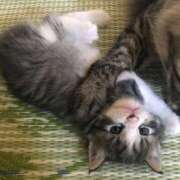 ヒメ日記 2025/08/08 10:24 投稿 滑河こころ ハプニング痴漢電車or全裸入室