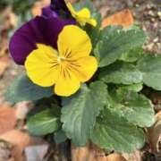 ヒメ日記 2026/03/09 14:19 投稿 ☆さやか☆ ◆プラウディア◆AAA級素人娘在籍店