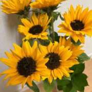 ヒメ日記 2026/04/10 00:08 投稿 ☆さやか☆ ◆プラウディア◆AAA級素人娘在籍店