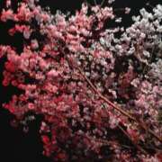 ヒメ日記 2025/03/29 08:17 投稿 みよ姫 螢