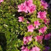 ヒメ日記 2025/04/29 06:08 投稿 みよ姫 螢