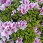 ヒメ日記 2025/04/30 16:30 投稿 みよ姫 螢