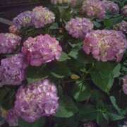 ヒメ日記 2025/06/04 23:37 投稿 みよ姫 螢