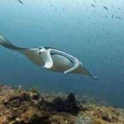 ヒメ日記 2025/07/31 13:30 投稿 みよ姫 螢