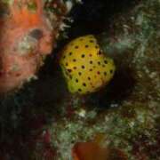 ヒメ日記 2025/08/06 10:00 投稿 みよ姫 螢