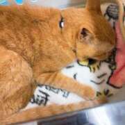 ヒメ日記 2025/04/01 17:58 投稿 かおり 素人妻御奉仕倶楽部Hip's松戸店