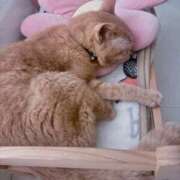 ヒメ日記 2025/04/28 02:26 投稿 かおり 素人妻御奉仕倶楽部Hip's松戸店