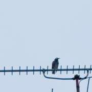 ヒメ日記 2025/05/03 08:16 投稿 かおり 素人妻御奉仕倶楽部Hip's松戸店