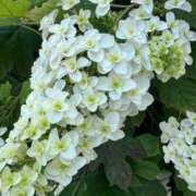 ヒメ日記 2025/06/08 11:06 投稿 かおり 素人妻御奉仕倶楽部Hip's松戸店