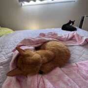 ヒメ日記 2025/08/15 01:03 投稿 かおり 素人妻御奉仕倶楽部Hip's松戸店