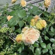 ヒメ日記 2025/10/12 15:29 投稿 かおり 素人妻御奉仕倶楽部Hip's松戸店