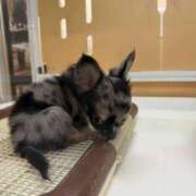 ヒメ日記 2025/10/28 16:39 投稿 かおり 素人妻御奉仕倶楽部Hip's松戸店