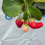 ヒメ日記 2026/02/26 00:09 投稿 かおり 素人妻御奉仕倶楽部Hip's松戸店