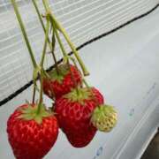 ヒメ日記 2026/02/26 14:39 投稿 かおり 素人妻御奉仕倶楽部Hip's松戸店