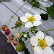 ヒメ日記 2026/02/27 09:39 投稿 かおり 素人妻御奉仕倶楽部Hip's松戸店