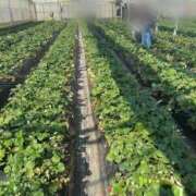 ヒメ日記 2026/03/08 10:49 投稿 かおり 素人妻御奉仕倶楽部Hip's松戸店