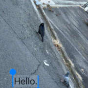 ヒメ日記 2025/01/25 11:25 投稿 つばき 新宿・新大久保おかあさん