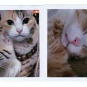 ヒメ日記 2025/05/11 16:33 投稿 もか モアグループ南越谷人妻花壇