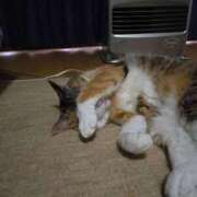 ヒメ日記 2025/06/03 19:15 投稿 もか モアグループ南越谷人妻花壇