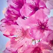 ヒメ日記 2026/04/08 17:56 投稿 加賀谷　まさみ エテルナ京都