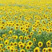 ヒメ日記 2025/07/30 21:01 投稿 大塚かずみ 大阪ぽっちゃり妻