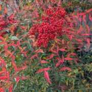 ヒメ日記 2025/11/28 17:01 投稿 大塚かずみ 大阪ぽっちゃり妻